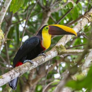 toucan, nature, bird, beak, costa rica, animal, wildlife, plumage, tropical